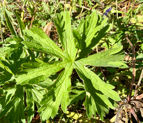 Geranium pratense