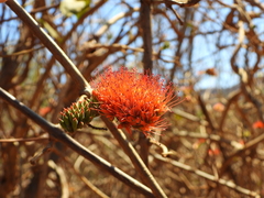 Combretum coccineum, photograph (c) amantedarmanin, some rights reserved (CC BY)