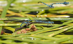 Austrocoenagrion lyelli