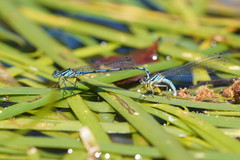Austrocoenagrion lyelli