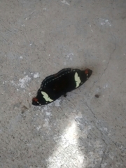 Catonephele numilia esite