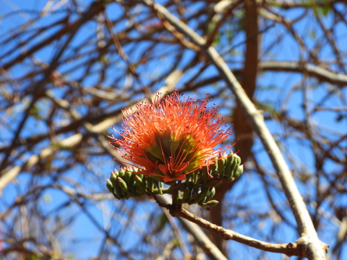 Combretum coccineum, photograph 5