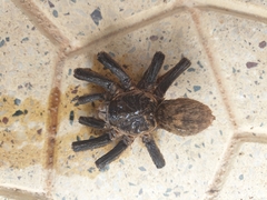 Harpactirinae