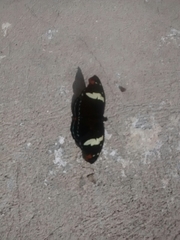 Catonephele numilia esite