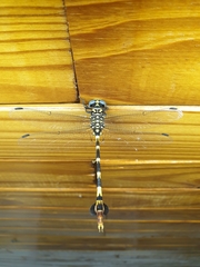 Phyllogomphus selysi