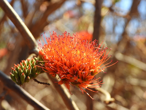 Scarlet comb (Combretum coccineum)