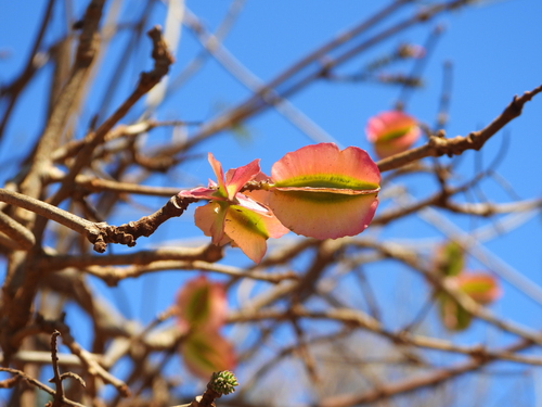 Combretum coccineum, photograph 6