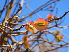 Combretum coccineum, photograph (c) amantedarmanin, some rights reserved (CC BY)