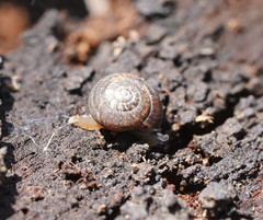 Excellaoma melbournensis