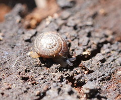 Excellaoma melbournensis