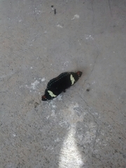 Catonephele numilia esite