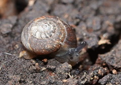 Excellaoma melbournensis