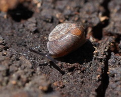 Excellaoma melbournensis