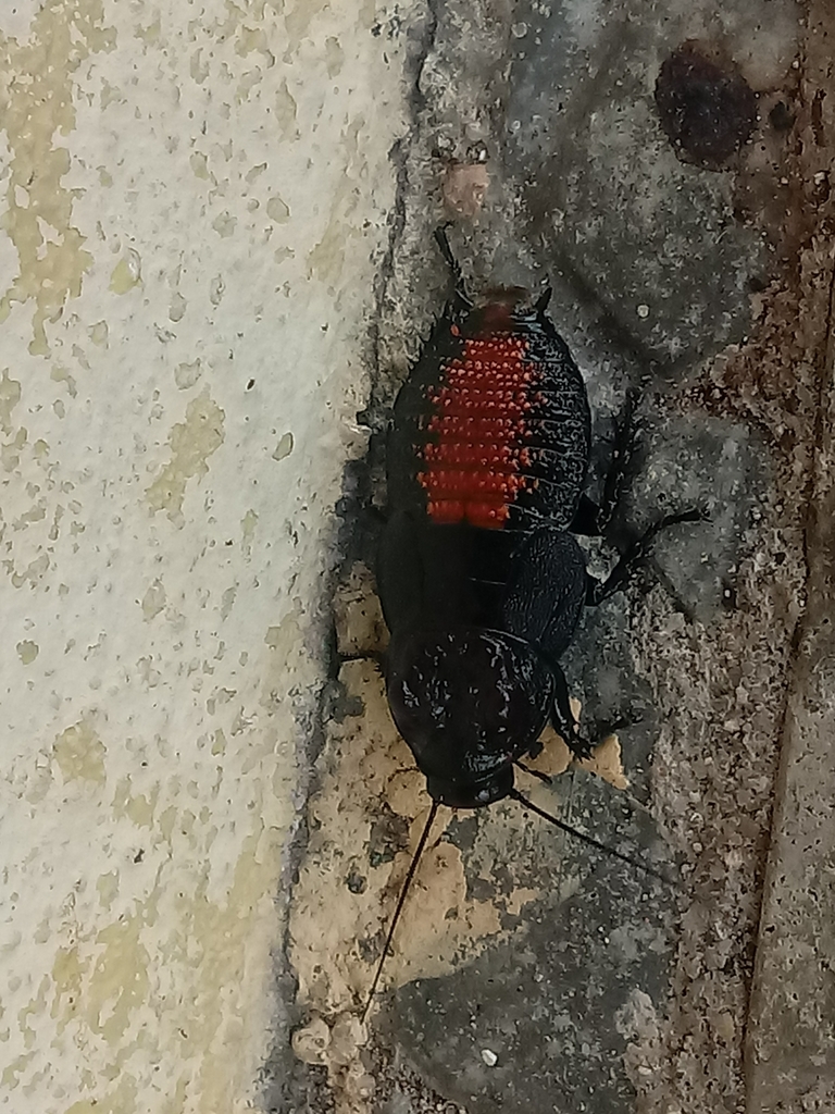 Bionoblatta diabolus