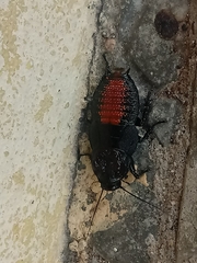 Bionoblatta diabolus