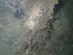 Aequipecten opercularis