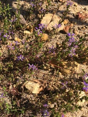 Wahlenbergia subulata