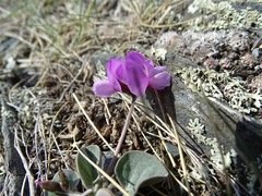 Gueldenstaedtia monophylla