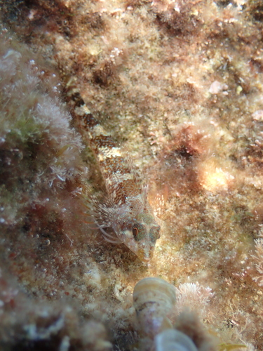 Tripterygion tripteronotum