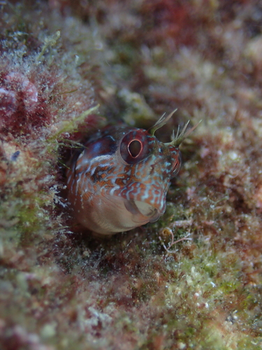 Parablennius incognitus