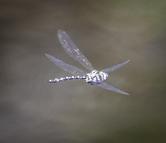 Austroaeschna cooloola