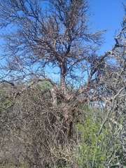 Geoffroea decorticans