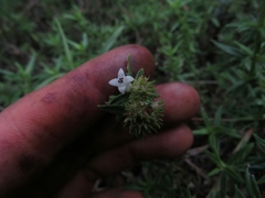 Galianthe bogotensis