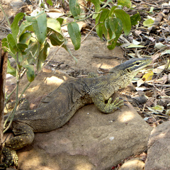 Varanus panoptes