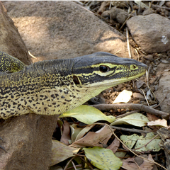 Varanus panoptes