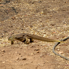 Varanus panoptes