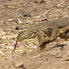 Varanus panoptes