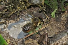 Megachile willughbiella