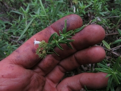 Galianthe bogotensis