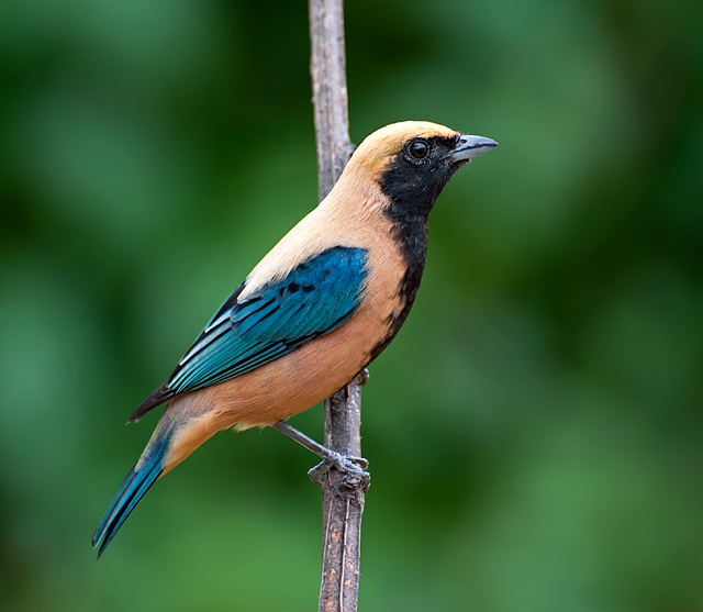 Burnished-buff Tanager photo