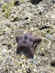 Asterinidae