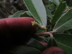Daphnopsis caracasana
