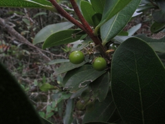 Daphnopsis caracasana