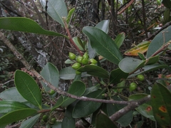 Daphnopsis caracasana
