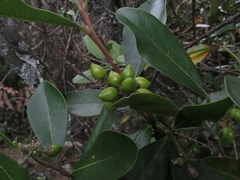 Daphnopsis caracasana