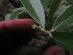 Daphnopsis caracasana