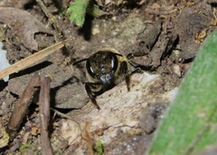 Megachile willughbiella