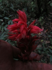 Stenorrhynchos albidomaculatum
