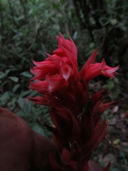 Stenorrhynchos albidomaculatum