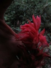Stenorrhynchos albidomaculatum
