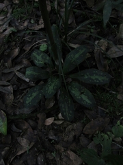 Stenorrhynchos albidomaculatum