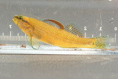 Pinewoods Darter photo 2
