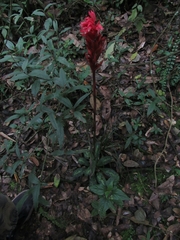 Stenorrhynchos albidomaculatum