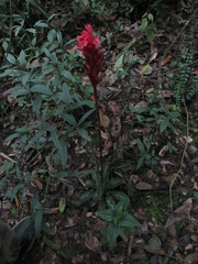 Stenorrhynchos albidomaculatum