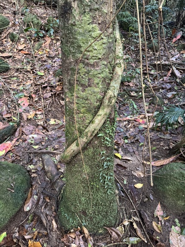 Barringtonia calyptrata observed 2025-09-21