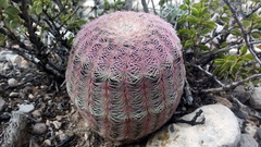Echinocereus pectinatus pectinatus